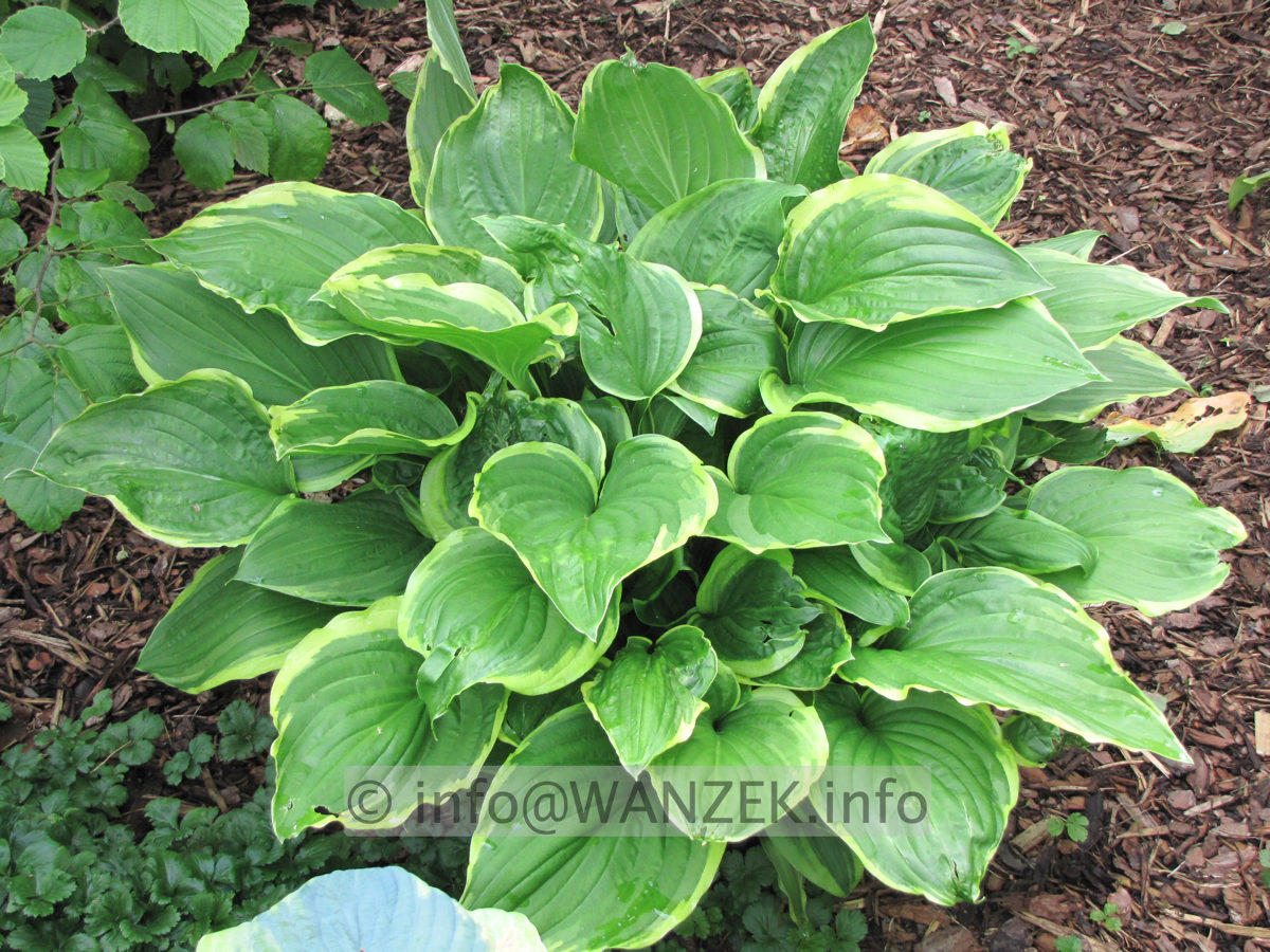 Hosta plantaginea Summer Fragrance 01.JPG